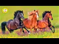 Download Lagu 8 Hours of Beautiful Horses running in the Nature - Relaxing Music for Sleep, Work, Study, Spa
