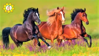 8 Hours Of Beautiful Horses Running In The Nature Relaxing Music For Sleep Work Study Spa 
