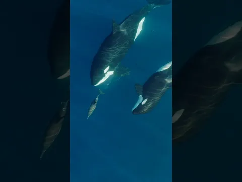 Tough day to be a common dolphin!
