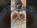 Download Lagu Smart honey bees nest in holes in rocks 🐝🐝 | Tropical Forest Bees #bees