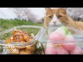 Download Lagu Homemade Japanese Dumplings (Dango)