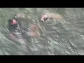 Atlantic City officer jumps into bay waters to save injured dog