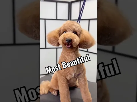Beautiful Hair cutting of Dog 🐕💞