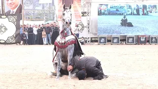 مبروك السمو و احمد الصعيدي مركز ثاني خيول مسجلة مهرجان البحيرة السادس عشر لأدب الخيول العربية      دندنها