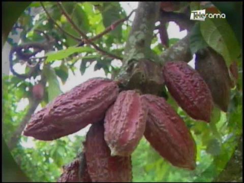Ecuador Agropecuario 08-08-2017