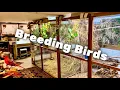 Download Lagu Kunjungi Peternak Burung | Burung Finch dan Softbill | Burung Kandang | Henning Traenk, Denmark