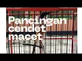 Download Lagu SUARA UNTUK TERAPY CENDET MACET BUNYI