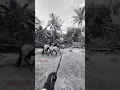 Download Lagu Longser kuda muda #horses #lunging