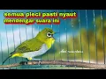 Download Lagu Pleci Gacor Ngalas Nembak Manggil Lawan #15 : Pancingan Pleci Bustomi Gacor