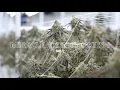 Strain Highlight MAC 1