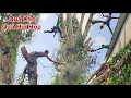 Download Lagu Het omzagen van een grote Australische Melaleuca-boom, vol met wijnranken, tot aan het dak, is te...