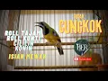 Download Lagu CUCAK CUNGKOK GACOR TEMBAKAN KUNTI \u0026 CILILIN PANJANG !!! MASTERAN JUARA !!! #cucakcungkokgacor