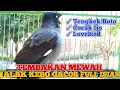 Download Lagu JALAK KEBO TEMBAKAN MEWAH || Burung Jalak Kebo Gacor Full Isian
