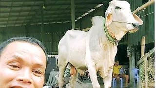 This cow has an interesting feature.