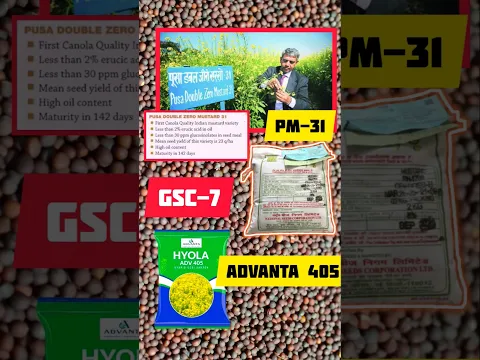 ਘਰ ਲਈ ਸਰੋਂ ਦੇ 3 ਕਿਸਮਾਂ ਦੇ Trial : GSC-7, ADVANTA 405, PUSA31 sarso #shorts