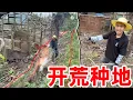 Download Lagu 每天吃白水煮面条都吃腻了，下定决心开荒种地，大家觉得种什么菜好？