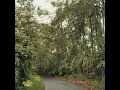 Download Lagu Pemandangan jalan lintas meulaboh gempang
