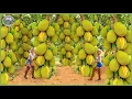 Download Lagu How Millions of Jackfruit Are Harvested \u0026 Processed – Amazing Thai Food Farming For Jackfruit Snack