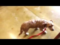 Toby s Day Out at Kriser s Natural Pet
