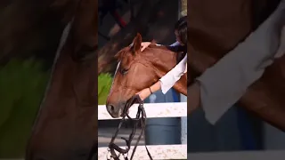 ستوريات بنات ركوب الخيل 