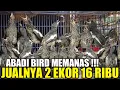 Download Lagu ABADI BIRD MAKIN PARAH ! KACER LOLOHAN DIJUAL SEMURAH INI DIBAWAH HARGA PASARAN PANTES JADI REBUTAN