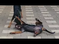 Rottweiler and Doberman real fight