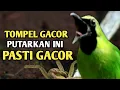 Download Lagu Terbaru cucak ijo TOMPEL, memancing merangsang ijo lain bunyi gacor