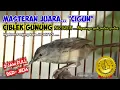 Download Lagu Masteran Jitu Ciblek Gunung Ngebren // Ngebren Panjang, Suara Jernih // 2 Jam ber-JEDA
