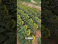 Download Lagu Why Sunflowers Stop Following the Sun
