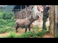 Download Lagu Saruni Rhino, Kenya | Black Rhino Tracking
