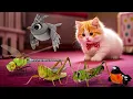 Lagu 【猫用動画・猫が喜ぶ映像30】バッタ・トンボ・ねずみ・ロビン・てんとう虫・ヤモリ・UFO・8時間 GAME FOR CATS 30