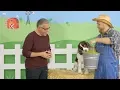 Merrick Grain-Free Dog Food Chewy