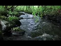 Nature Sounds of a Forest River for Relaxing-Natural meditation music of a Waterfall & Bird Sounds