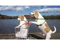 Download Lagu Dogs' Epic Shopping Cart Voyage: Funny Dogs Maymo \u0026 Penny