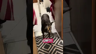 That look .. #fyp #dream #youtube #doberman #pets