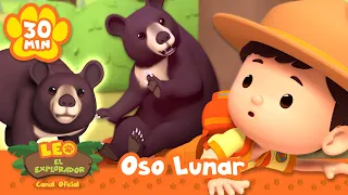 ¡Las aventuras del osezno de oso lunar sobreviviendo en la naturaleza! | Leo, El Explorador