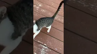 Lisa making friends 🐈 #shorts #sailingbyefelicia #cat