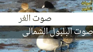 صوت الغر مع بلبول شمالى Coot Anas Acuta Sound 