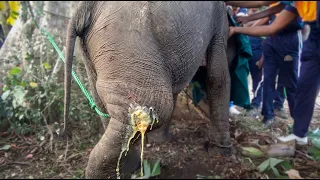 Baby Elephant With a Huge Leg Abscess Begs for Help | Compassionate caretakers Fight to Save Him