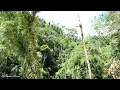 Download Lagu Menikmati suara khas alam Hutan Hujan Tropis Sulawesi