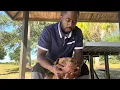 Good Vs Bad Dog Traits RedBoy