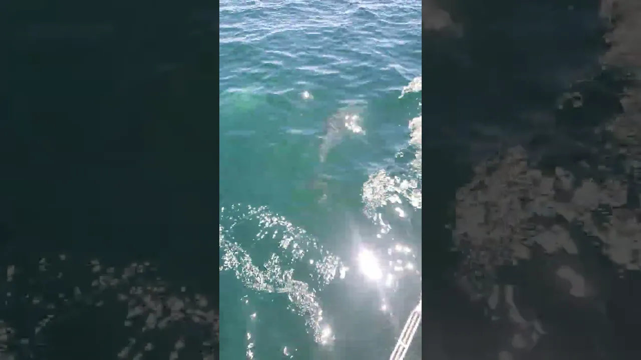 Dolphin Dance