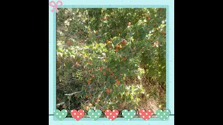 تراث دارفـــــــــــــــور الفنانة حواء تول نتمنع ان تنال اعجابكم للقناء 