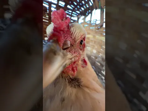 VOLTEI PRA ROÇA MAIS APOCALÍPTICA DO BRASIL 😍