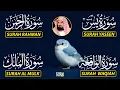 Download Lagu Surah Yasin | Surah Rahman | Surah Waqiah | Surah Mulk | By Sheikh Abdur-Rahman As-Sudais
