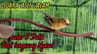 Download Terapi Meningkatkan BIRAHI Sirtu macet/Stres Dengan Siulan Suara asli Alam Sirtu ini. MP3