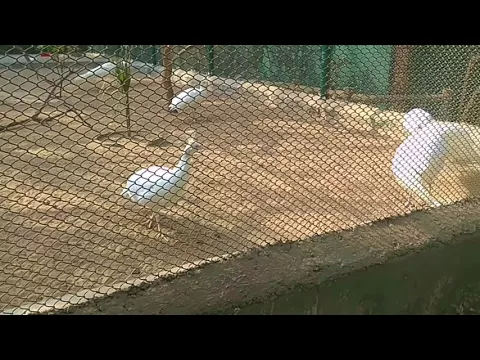 How beautiful white peacock
