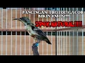 Download Lagu PANCINGAN KONIN TROTOL GACOR!!!!