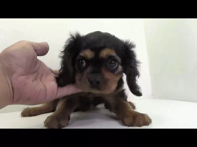 動画