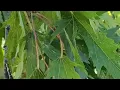 1553rd Sugar Maple Tree Talk - Om Prakash Sharma Vidyarthi IFS